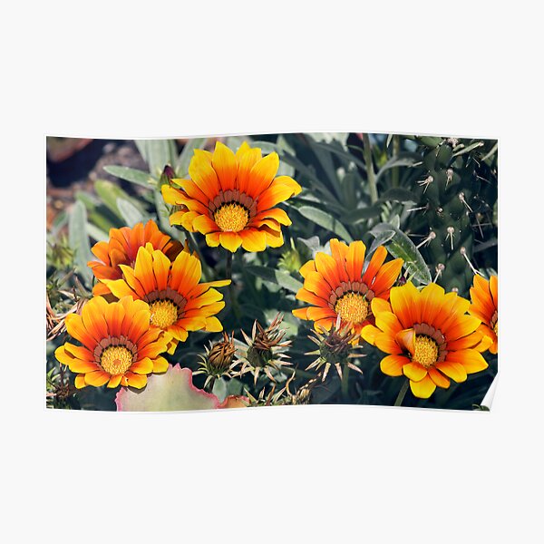 Summer Colour Poster