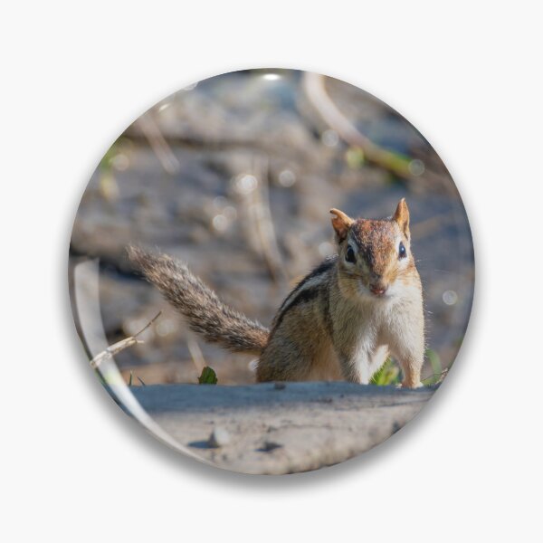 Item preview, Chipmunk Poses on a Log designed and sold by jrtwynam.