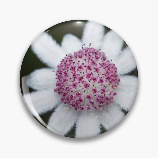 Item preview, Actinotus forsythii  - Pink Flannel Flower  designed and sold by ausnative.