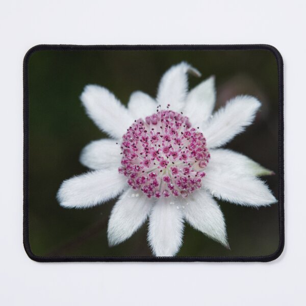 Item preview, Actinotus forsythii - Pink Flannel Flower designed and sold by ausnative.