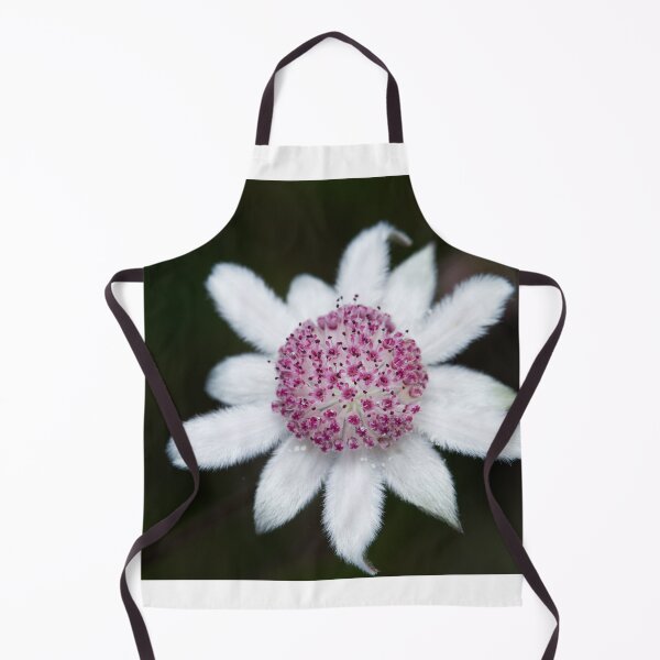 Item preview, Actinotus forsythii - Pink Flannel Flower designed and sold by ausnative.