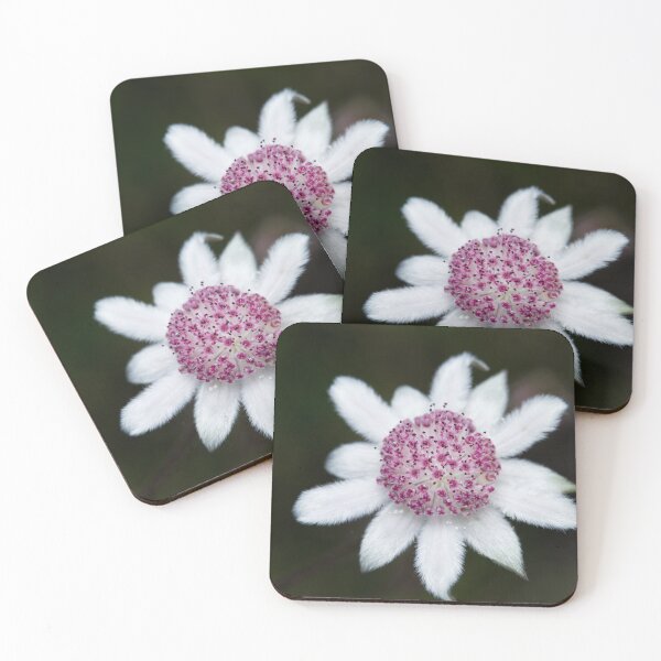 Item preview, Actinotus forsythii  - Pink Flannel Flower  designed and sold by ausnative.