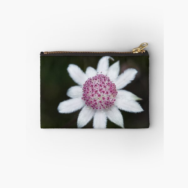 Item preview, Actinotus forsythii  - Pink Flannel Flower  designed and sold by ausnative.