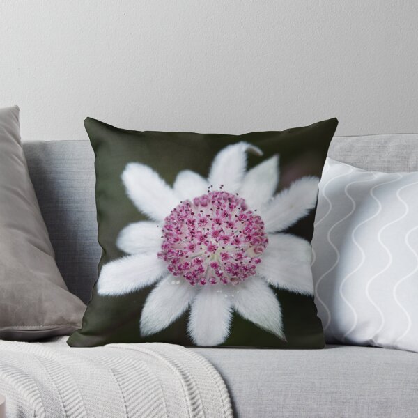 Item preview, Actinotus forsythii  - Pink Flannel Flower  designed and sold by ausnative.