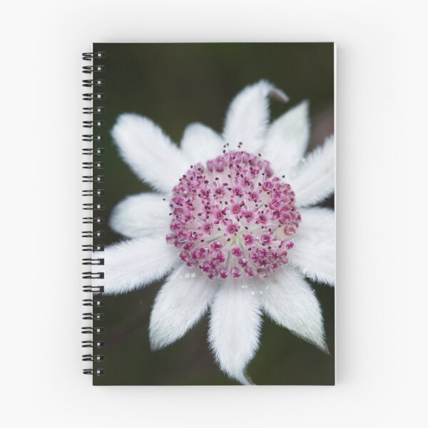 Item preview, Actinotus forsythii  - Pink Flannel Flower  designed and sold by ausnative.