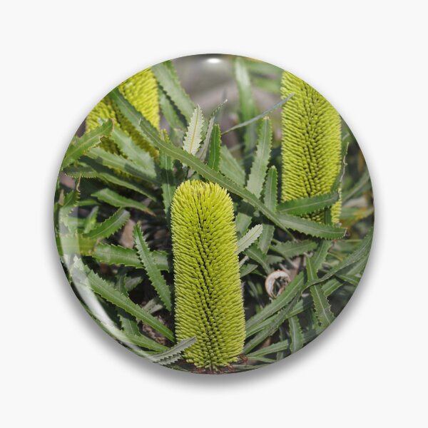 Item preview, Banksia attenuata - Candlestick Banksia designed and sold by ausnative.