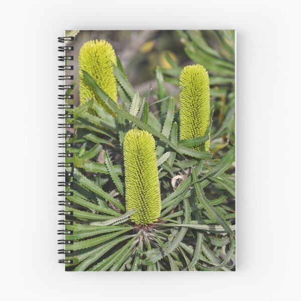 Item preview, Banksia attenuata - Candlestick Banksia designed and sold by ausnative.