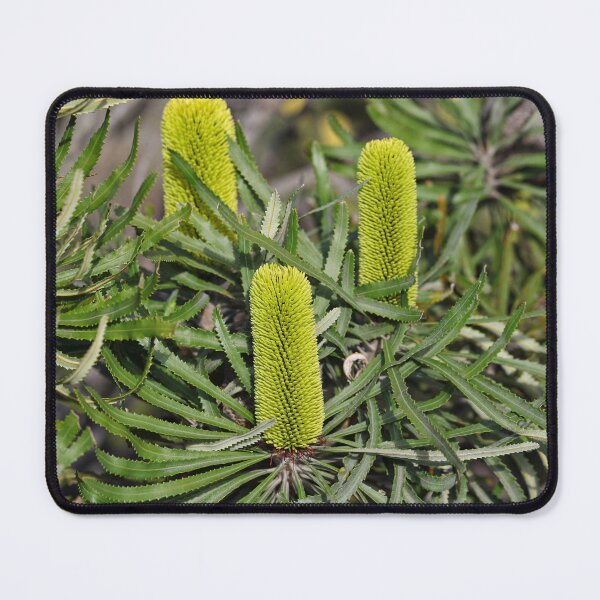 Item preview, Banksia attenuata - Candlestick Banksia designed and sold by ausnative.