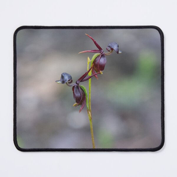 Item preview, Caleana major - Flying Duck Orchid designed and sold by ausnative.