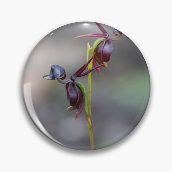 Item preview, Caleana major - Flying Duck Orchid designed and sold by ausnative.