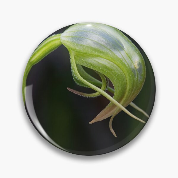 Item preview, Pterostylis nutans - Nodding Greenhood designed and sold by ausnative.