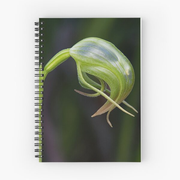 Item preview, Pterostylis nutans - Nodding Greenhood designed and sold by ausnative.