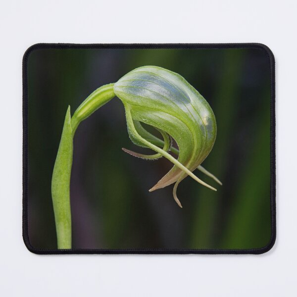 Item preview, Pterostylis nutans - Nodding Greenhood designed and sold by ausnative.