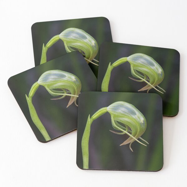 Item preview, Pterostylis nutans - Nodding Greenhood designed and sold by ausnative.