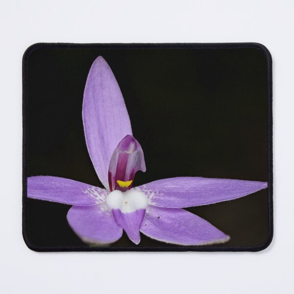 Item preview, Caladenia (Glossodia) major - Waxlip Orchid designed and sold by ausnative.