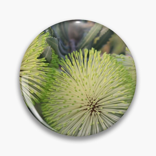 Item preview, Banksia rosserae - Rosser's Banksia designed and sold by ausnative.