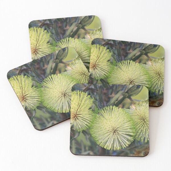 Item preview, Banksia rosserae - Rosser's Banksia designed and sold by ausnative.