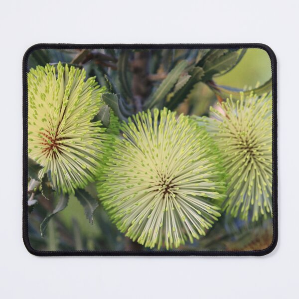 Item preview, Banksia rosserae - Rosser's Banksia designed and sold by ausnative.