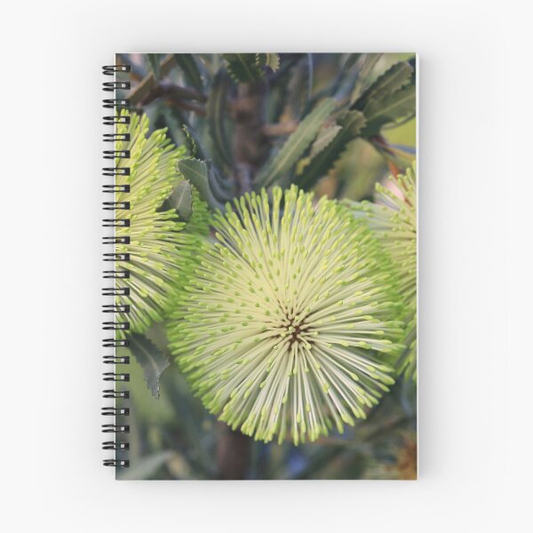 Item preview, Banksia rosserae - Rosser's Banksia designed and sold by ausnative.