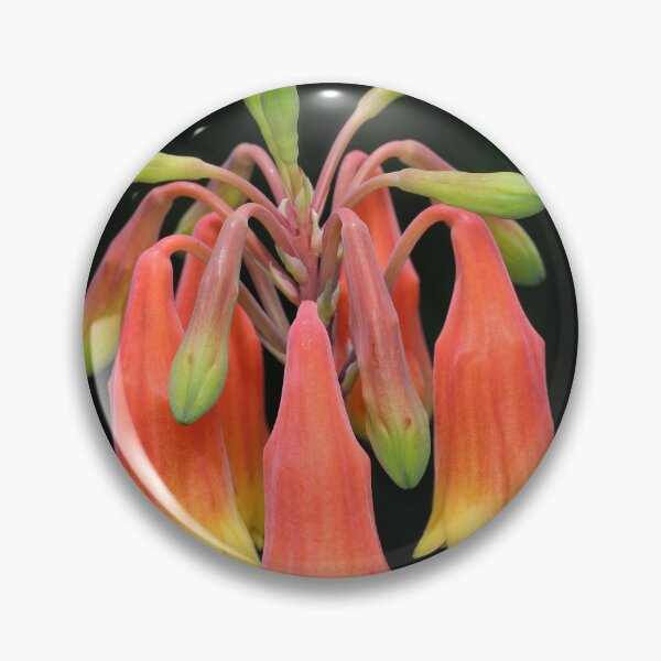 Item preview, Blandfordia grandiflora - Christmas Bells designed and sold by ausnative.