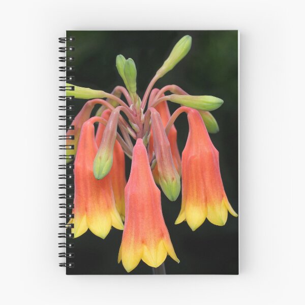Item preview, Blandfordia grandiflora - Christmas Bells designed and sold by ausnative.