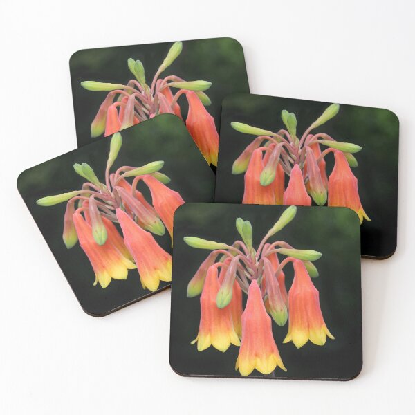 Item preview, Blandfordia grandiflora - Christmas Bells designed and sold by ausnative.