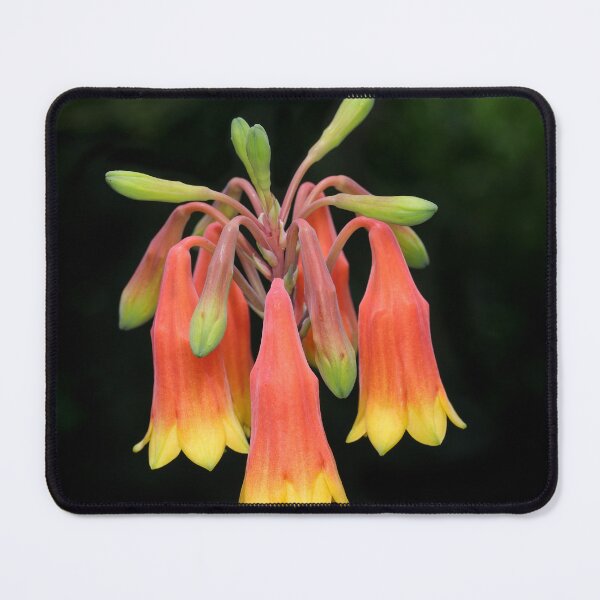 Item preview, Blandfordia grandiflora - Christmas Bells designed and sold by ausnative.