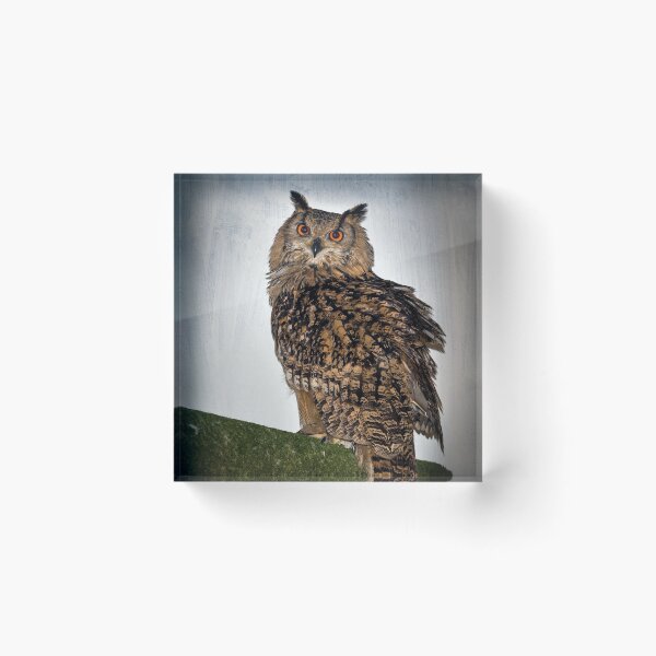 Item preview, Long Eared Owl designed and sold by cmphotographs.