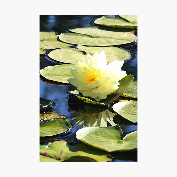 Item preview, Perry's Double Yellow Water Lily Backlit designed and sold by Robert Armendariz.