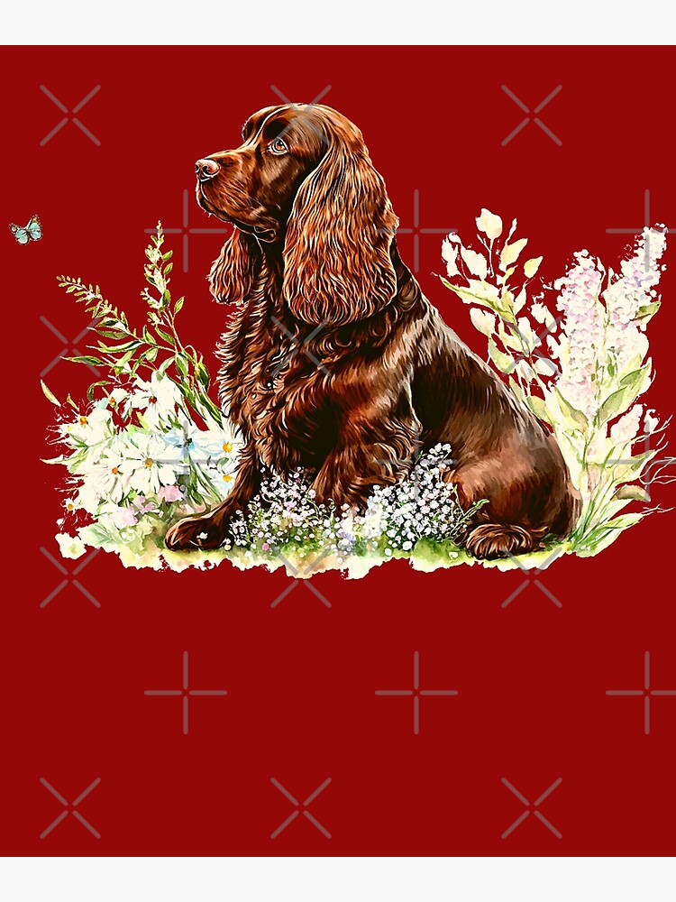 Red best sale sprocker spaniel