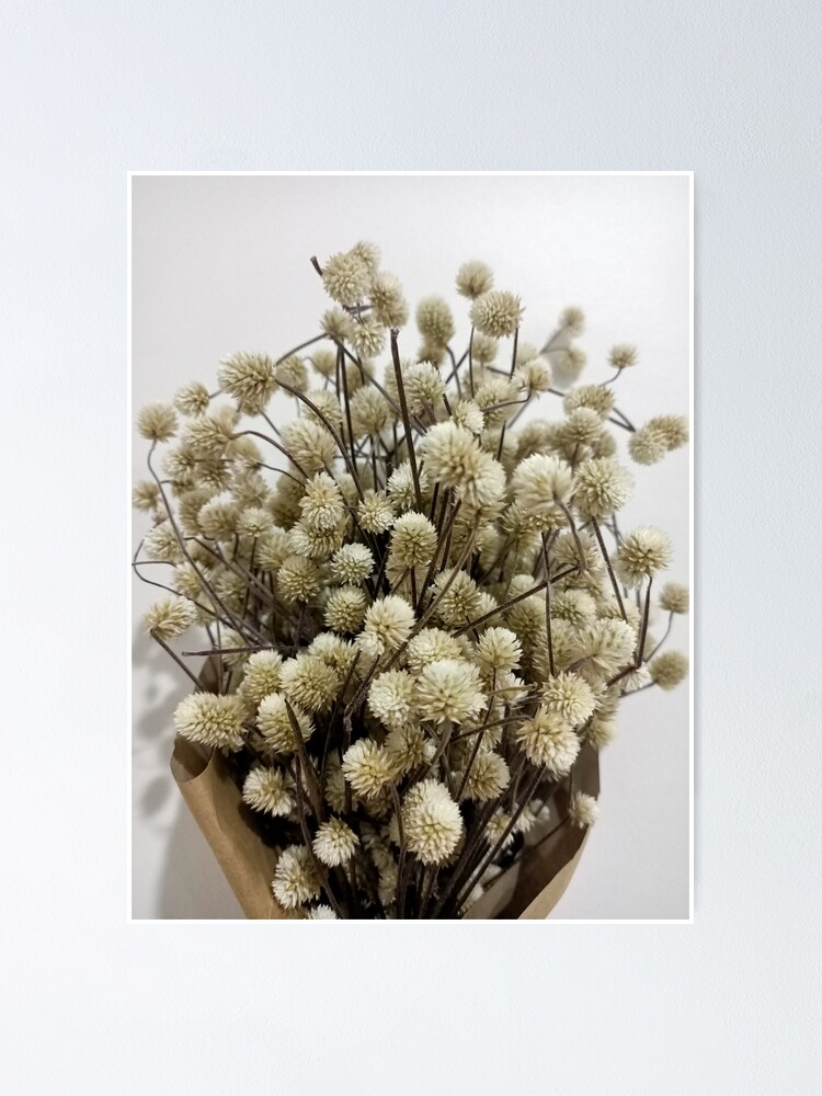 Plant photography, dried plants picture, aesthetic minimalist art