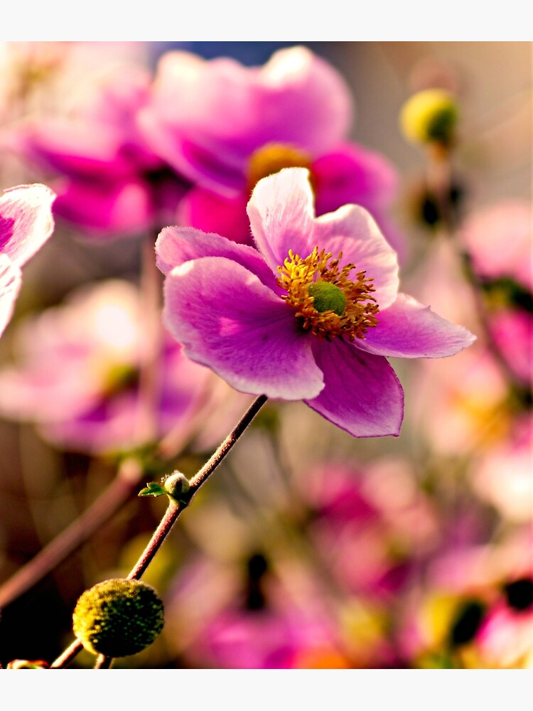 Japanese Anemone by ScenicViewPics