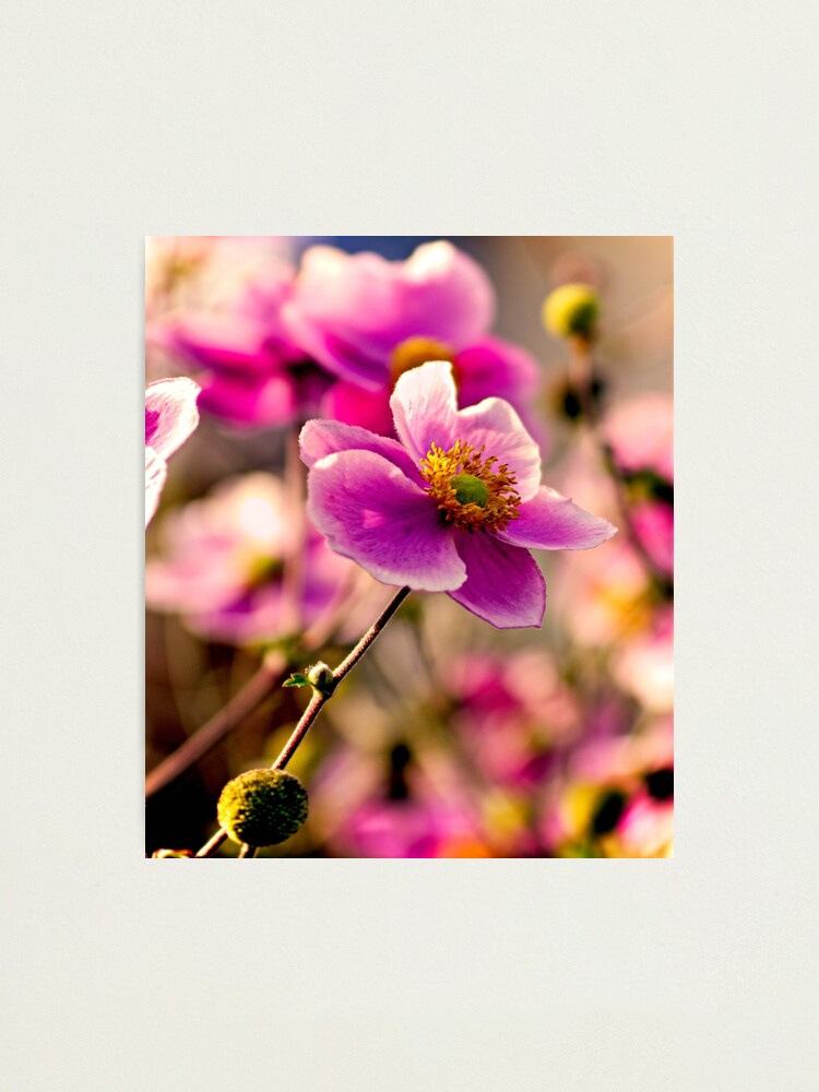 Alternate view of Japanese Anemone Photographic Print