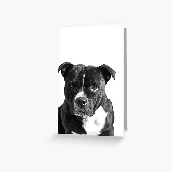amstaff american staffordshire terrier poker playing card set of cards pitbull dog collectables prashantelectricco terrier