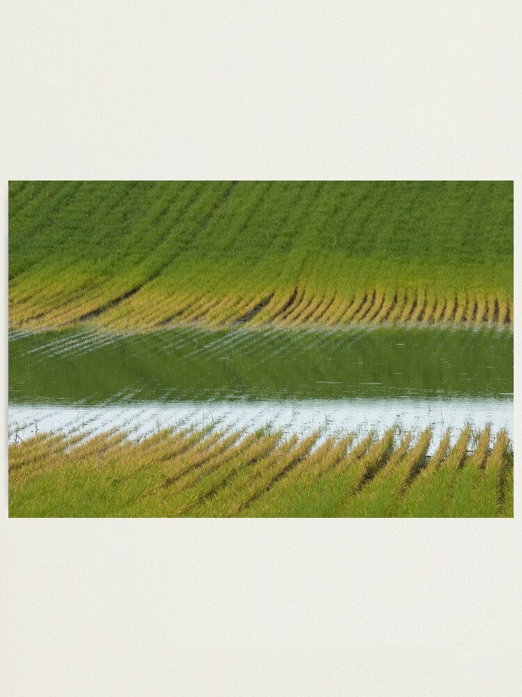 Alternate view of Fertile Grooves Photographic Print
