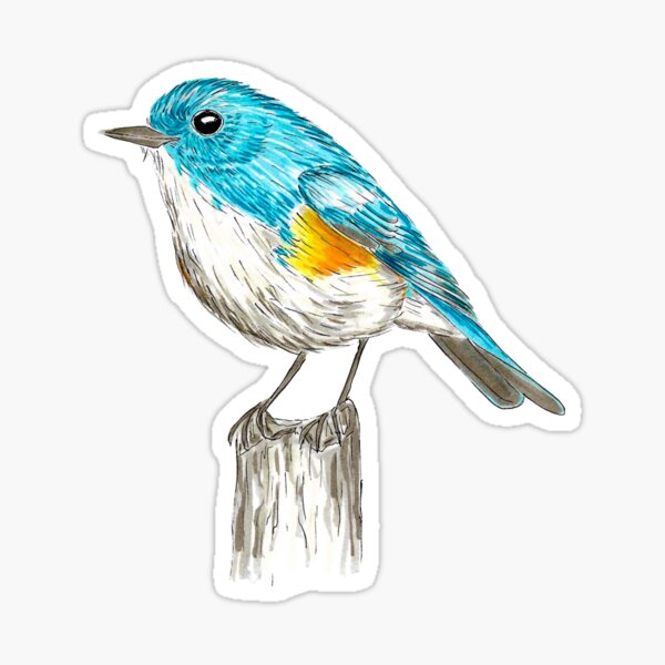 Himalayan Robin Turquoise Bush Robin Violet Background Sticker