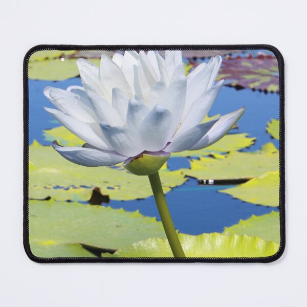 Item preview, Gigante Albert De Lestang Waterlily designed and sold by Robert Armendariz.