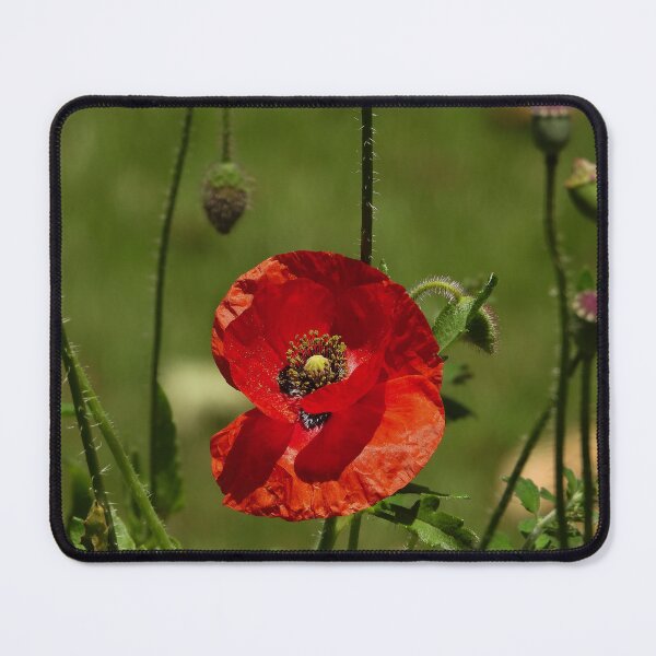 Item preview, Red Poppy designed and sold by Linda Sijpkes.