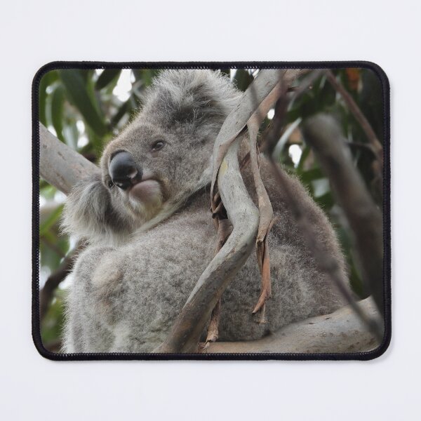 Item preview, Koala In a Tree designed and sold by Linda Sijpkes.