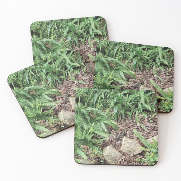 Item preview, Mount Coot-tha Botanic Gardens designed and sold by OCNau.