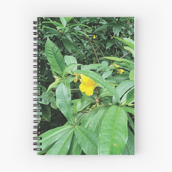 Item preview, Mount Coot-tha Botanic Gardens designed and sold by OCNau.