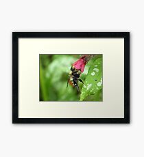 Bumblebee Pollinating Pulmonaria Framed Print
