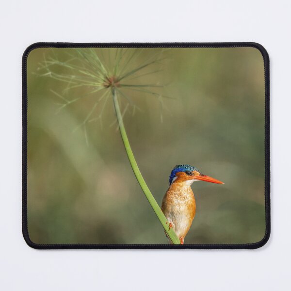 Artikelvorschau, Malachit-Eisvogel Botswana Afrika entworfen und verkauft von PhotoArt by Joan Carroll.