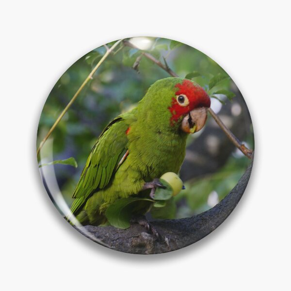 Item preview, San Francisco's Crazy Parrots designed and sold by fototaker Tony.