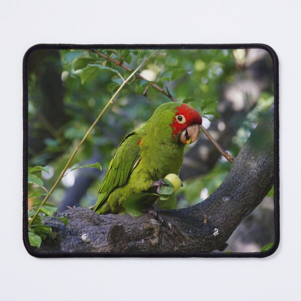 Item preview, San Francisco's Crazy Parrots designed and sold by fototaker Tony.