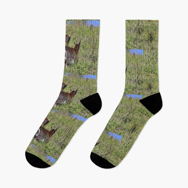 Item preview, Pastoreo de cabras primitivas designed and sold by pinkal.