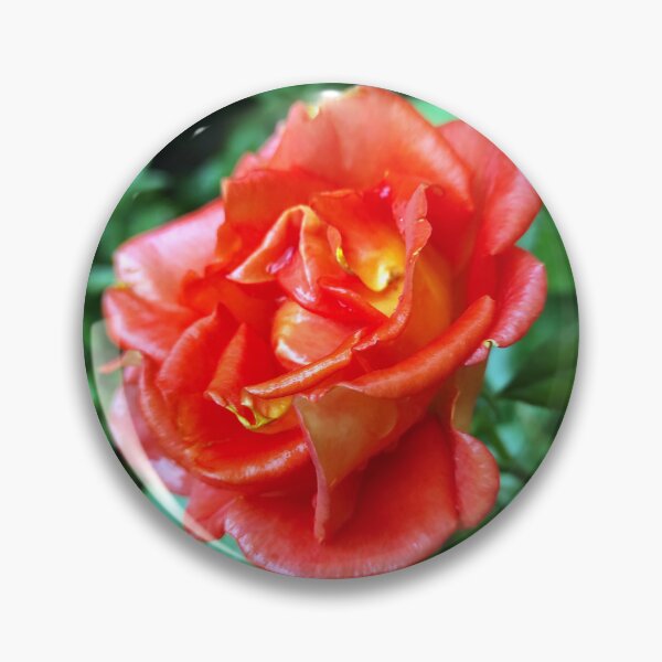 Item preview, rose in the rain designed and sold by Gourmetkater.