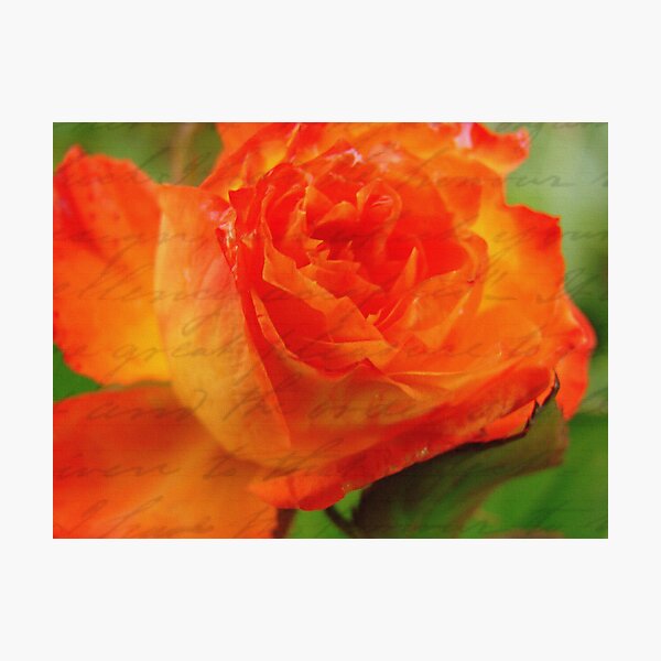 Item preview, Rosa 2 designed and sold by Angelandspot.