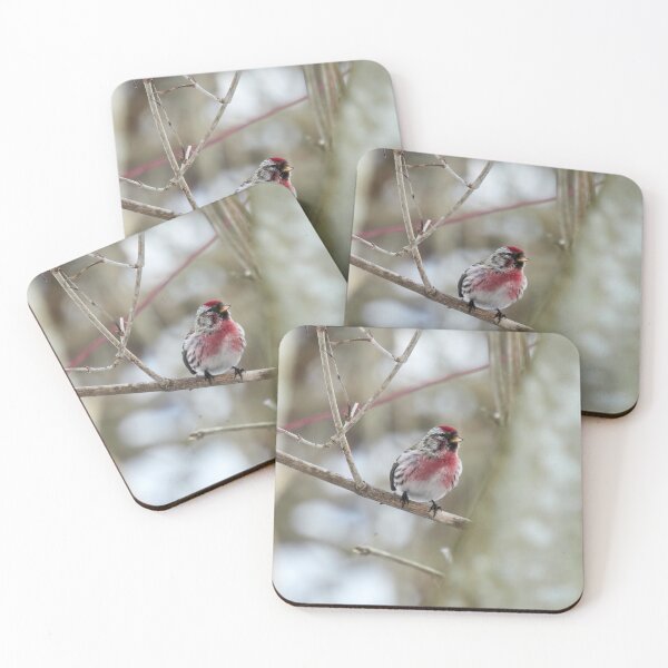 Item preview, Oh that red. Mealy redpoll designed and sold by Jouko Lehto Photography.