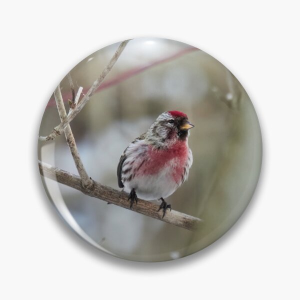 Item preview, Oh that red. Mealy redpoll designed and sold by Jouko Lehto Photography.